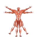 Dr. Muscle官网 – 智能健身助手，实时调整训练计划